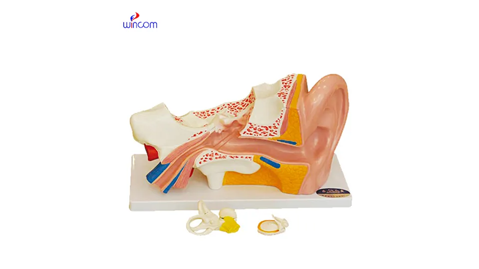 modelos tridimensionais médicos